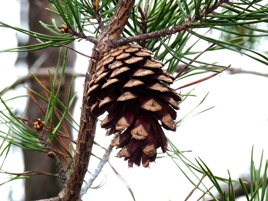 {Pinus virginiana}